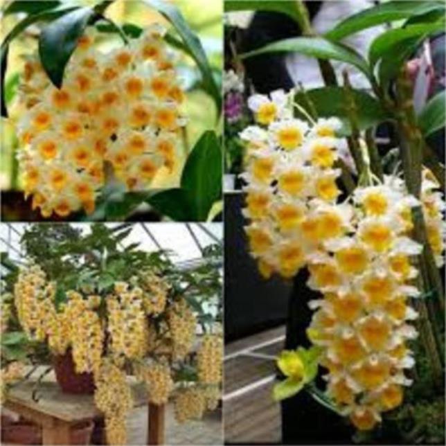 CHẬU LAN KIỀU VÀNG MỠ GÀ ,DÒNG LAN THỦY TIÊN - CHẬU TRỒNG THUẦN SIÊU ĐẸP