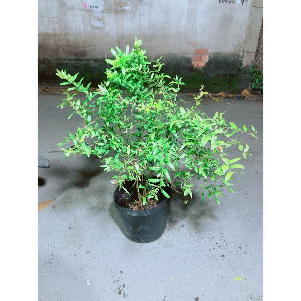 Cây Lựu Đỏ 100%