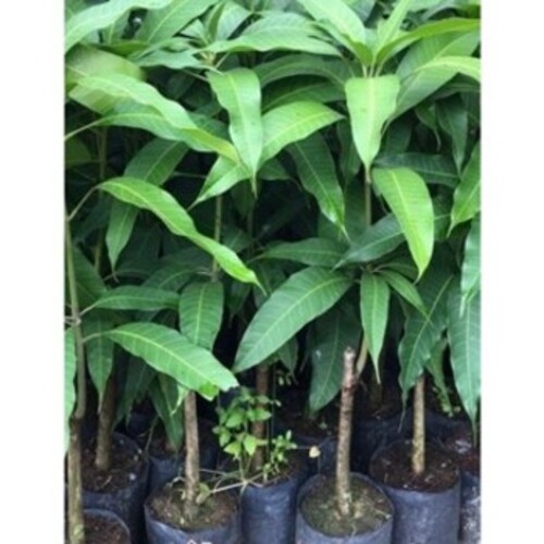 Cây Xoài Tím F1 - Nhà vườn Xuân Khương