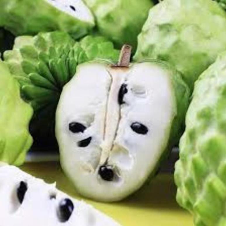 Cây giống na dai
