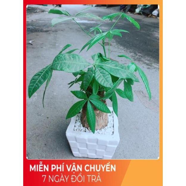 Chậu Kim Ngân 1 Thân Size Lớn