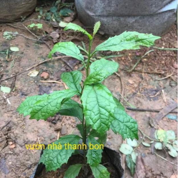 Sản phẩm Cây giống xạ đen