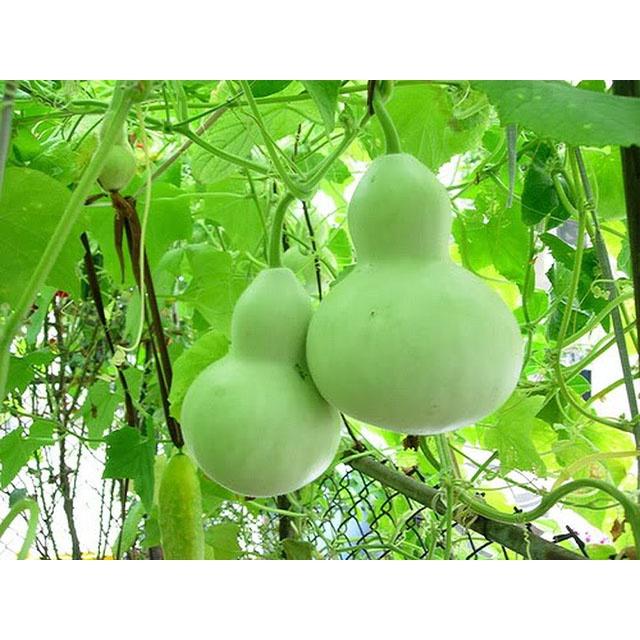 Gói 20 Hạt giống bầu hồ lô siêu đậu trái cao sản, hạt giống chất lượng cao - Anh nông dân chính hiệu