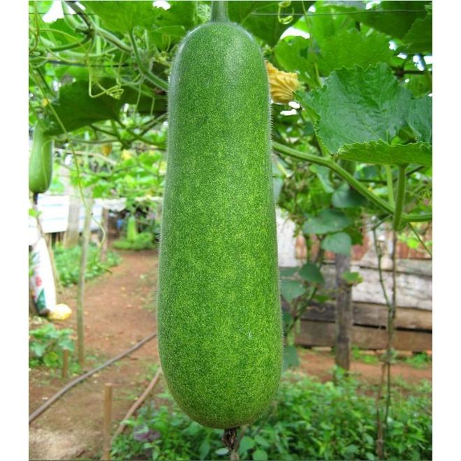 Hạt Giống Bí Đao Chanh AGRI WAXGOURD 999 - )