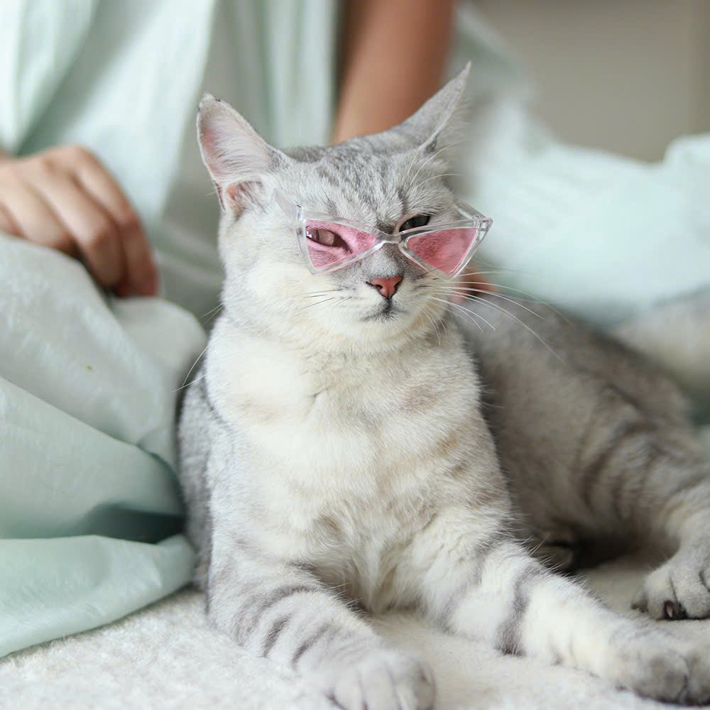 MẮT KÍNH KÍNH RÂM KÍNH MÁT NGỘ NGHĨNH TAM GIÁC SIÊU XINH SANG CHẢNH MÃ 1 CHO THÚ CƯNG CHÓ MÈO