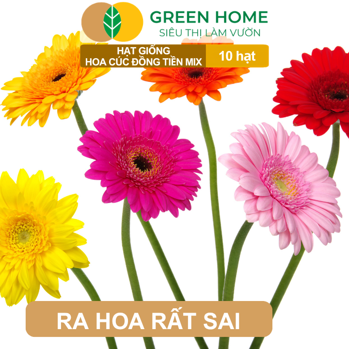 Hạt Giống Hoa Cúc Đồng Tiền Mix GreenHome, Gói 10 hạt, Hoa Nở Rực Rỡ, Dễ Trồng Quanh Năm H17