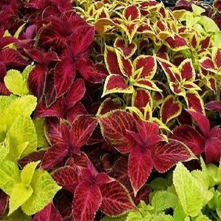 Cây lá gấm - cây tía tô cảnh , CHẬU CÂY TO ĐẸP XUM XUÊ + Tặng 01 cây dâu da đất