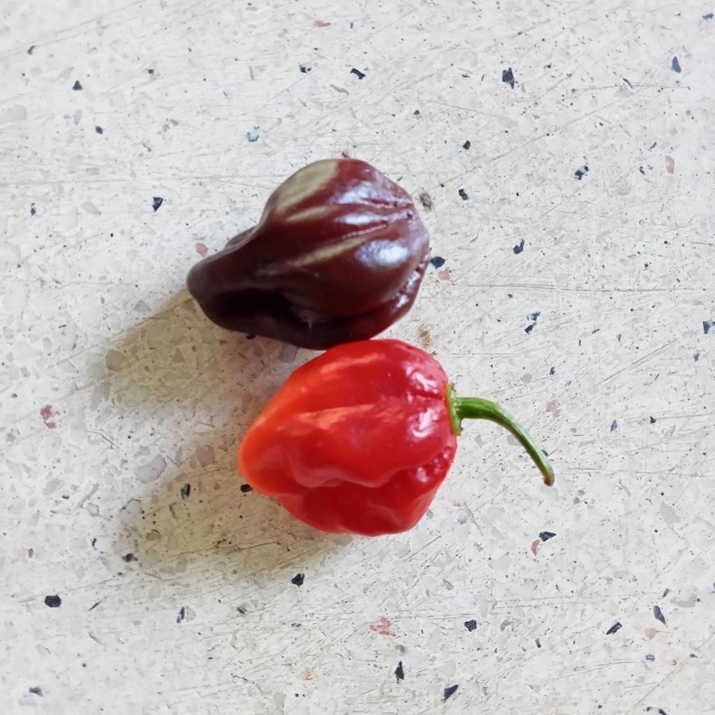 5 Hạt Giống Ớt Habanero Chocolate