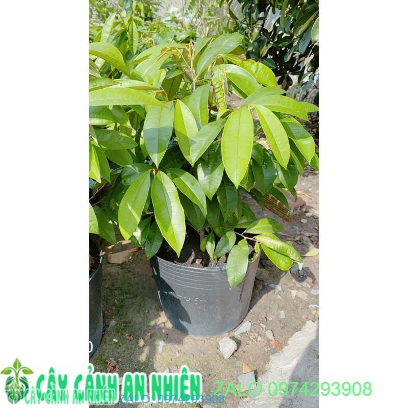Cây Vú Sữa