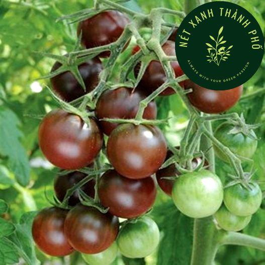 Hạt giống Cà Chua Cherry đen, Cà Chua Cherry Socola