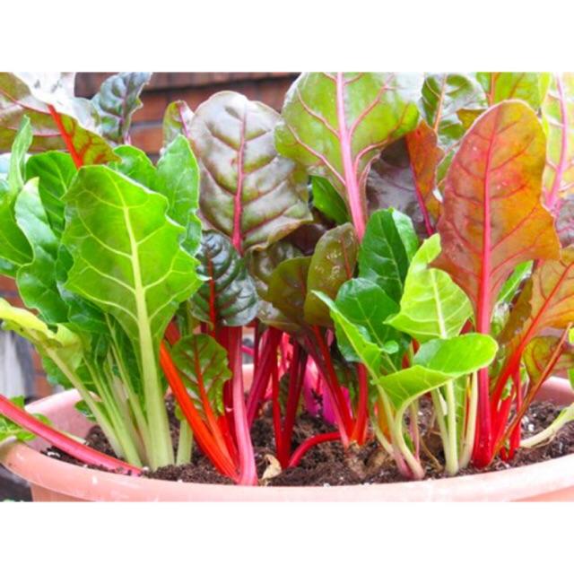 Hạt Giống Cải cầu vồng, Cải 7 màu