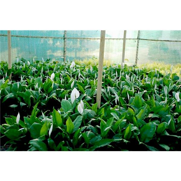 Cây Lan Ý công trình, trang trí sân vườn