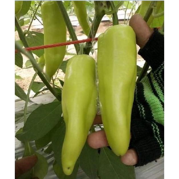 Hạt giống ớt đùi gà Thái Lan-gói 70 hạt/tặng kèm gói phân bón lót