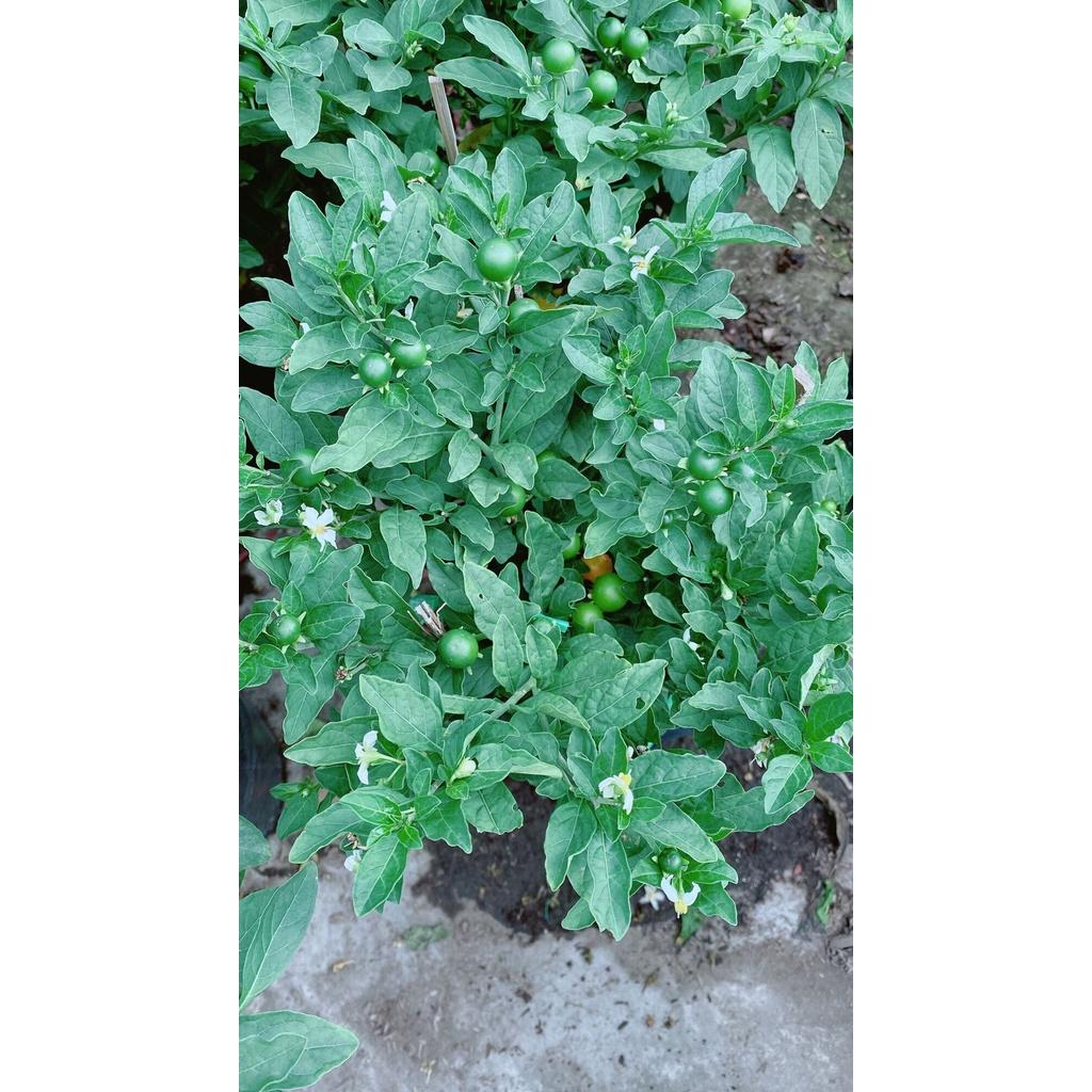 Ớt Chery hàng đẹp