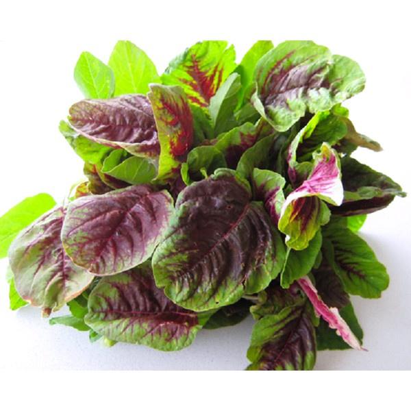 Hạt Giống Rau Dền Khoang Cao Sản Canh Tác Quanh Năm Gói 20G - Khu Vườn Ban Công