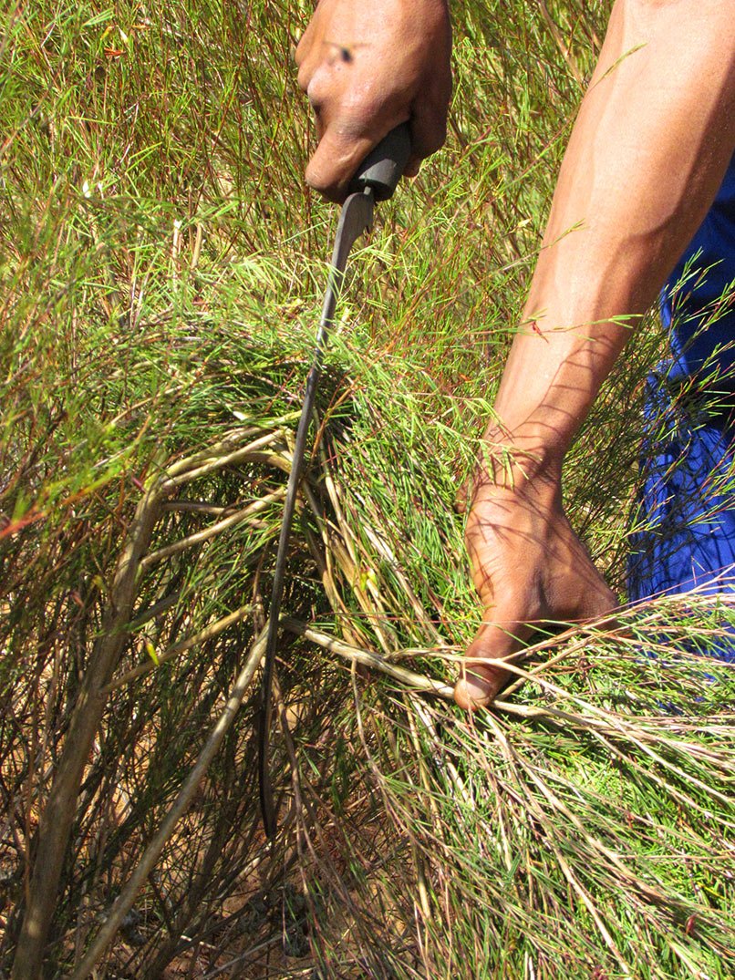 Hồng Trà Rooibos Nam Phi - Hương nho đen
