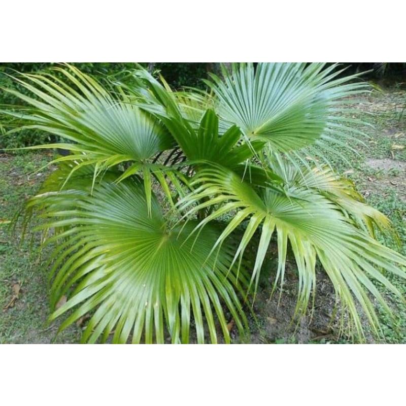 Cây GIỐNG CỌ CẢNH *