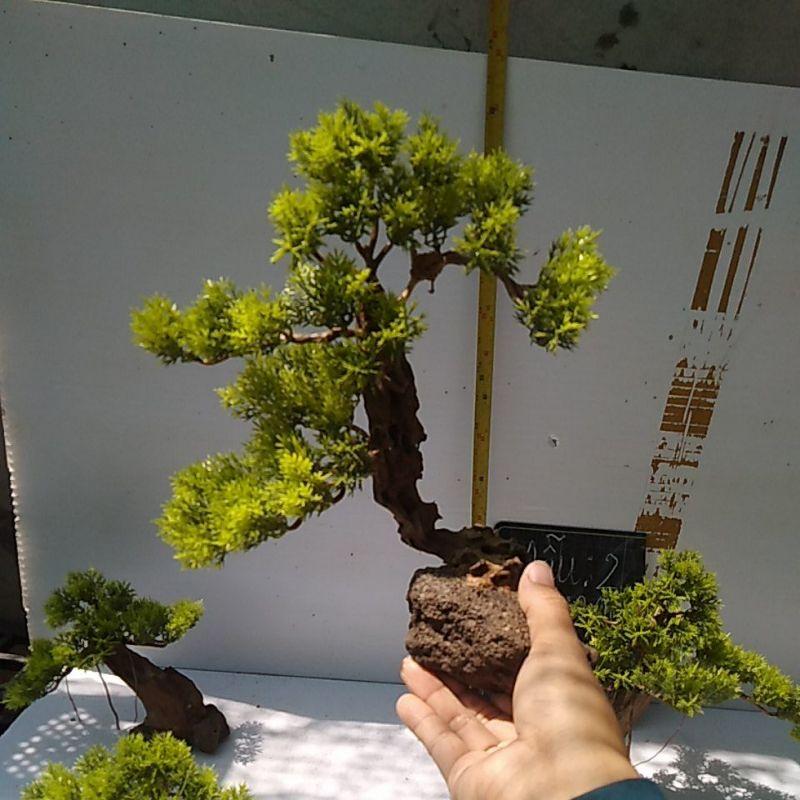 Bónai bể cá cảnh- bonsai hồ thủy sinh