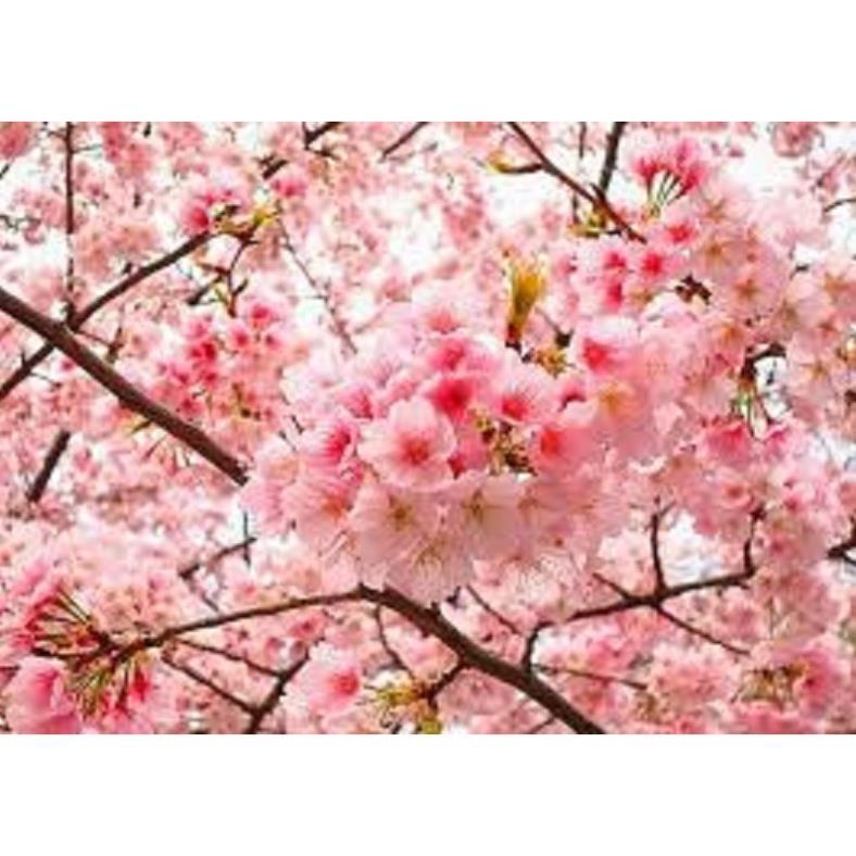 CÂY GIỐNG HOA ANH ĐÀO NHẬT BẢN