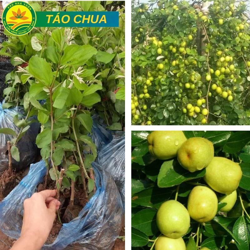 Cây Táo Chua Gia Lộc siêu sai trái cho năng suất cao giống chuẩn F1