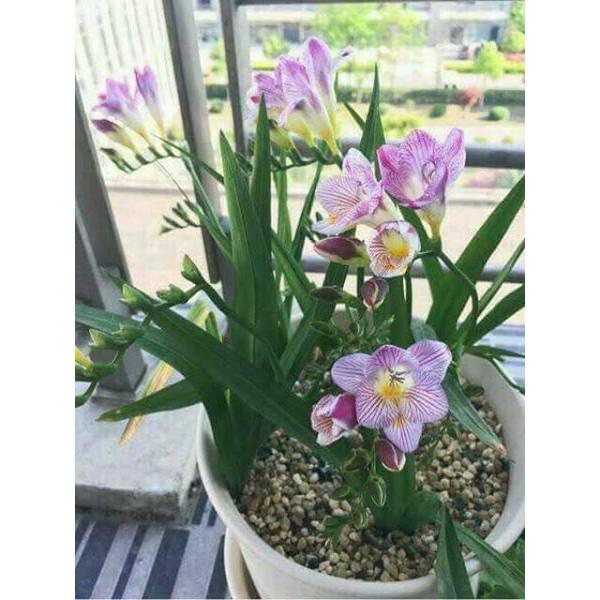 Củ giống hoa lan nam phi tím