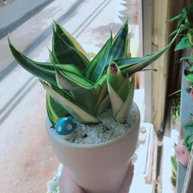 Chậu Cây Lưỡi Hổ Thái Vàng