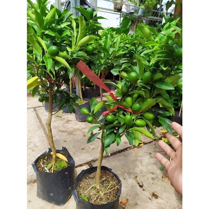 Cây quất ngọt siêu trái
