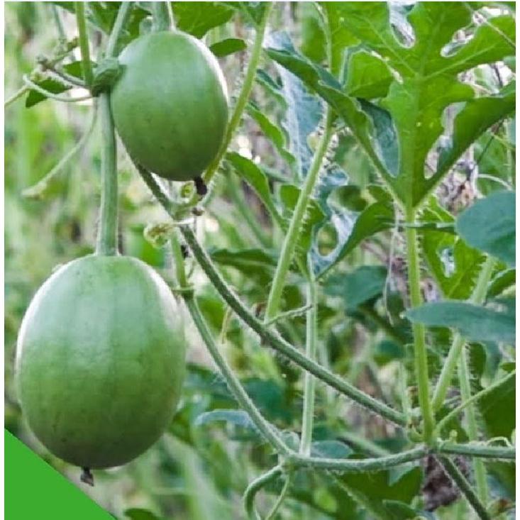 Hạt giống dưa hấu nụ - dưa hồng - dưa canh KNS3299 - Gói 10 hạt