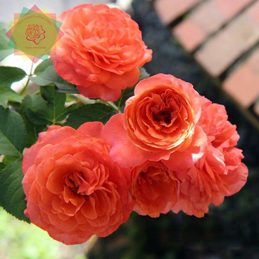 Cây hoa hồng ngoại Emilien De Guillot cam đỏ (bụi) cực đẹp - Hoa hồng Thăng Long Flower