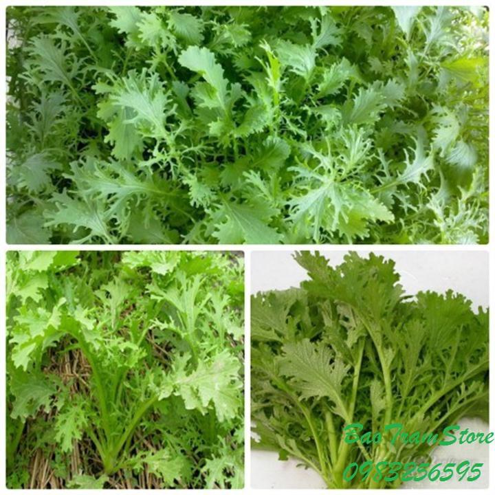Hạt giống rau cải nhật xanh - 10gr/gói