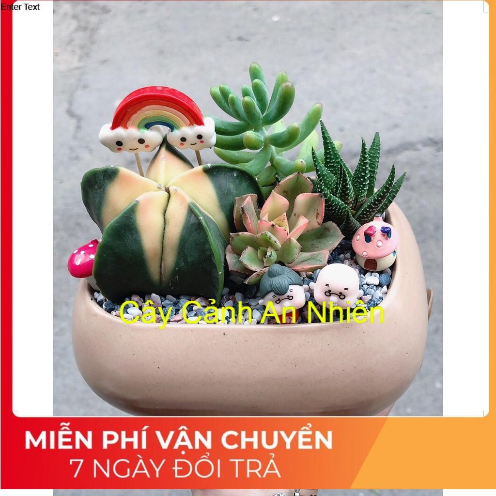 Chậu xương rồng tiểu cảnh