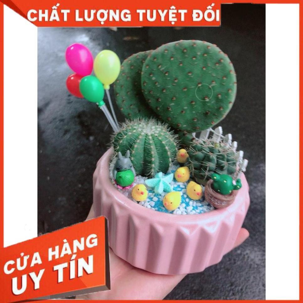Chậu sen đá tiểu cảnh 24