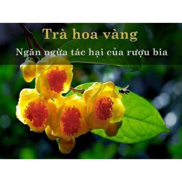 2 cây trà hoa vàng ươm trong bầu đất