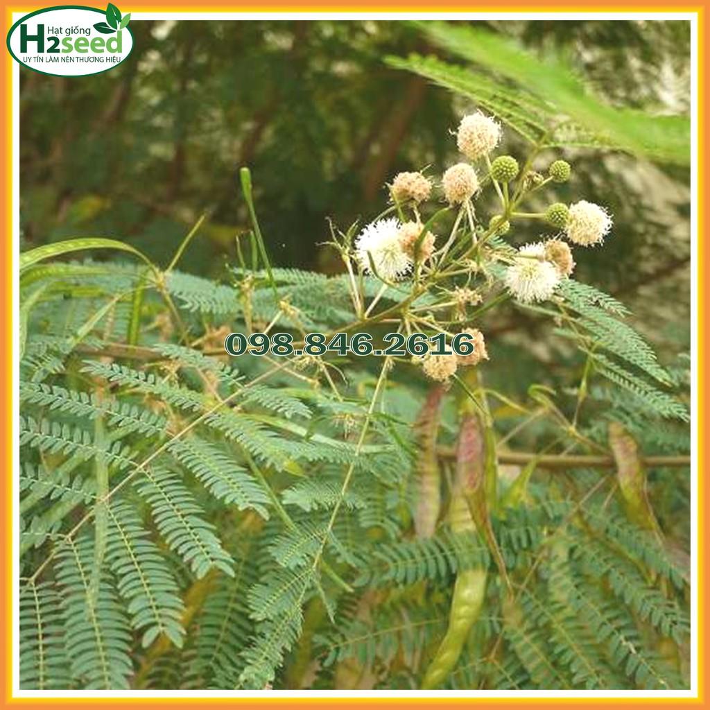 Hạt Giống Keo Dậu - Gói 1kg - Hạt Giống Chất Lượng Cao - Tốt Cho Chăn Nuôi Bò, Cừu, Dê, Thỏ, ...