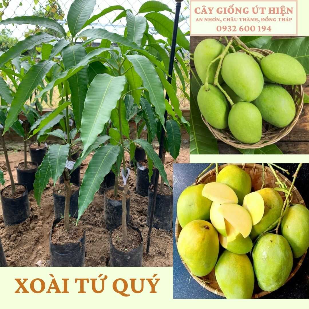 Cây giống Xoài Vàng Tứ Quý ( sản phẩm có bảo hành)