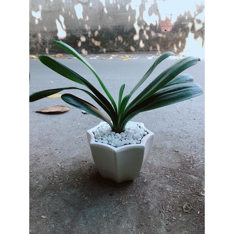 Chậu Cây Lan Quân Tử