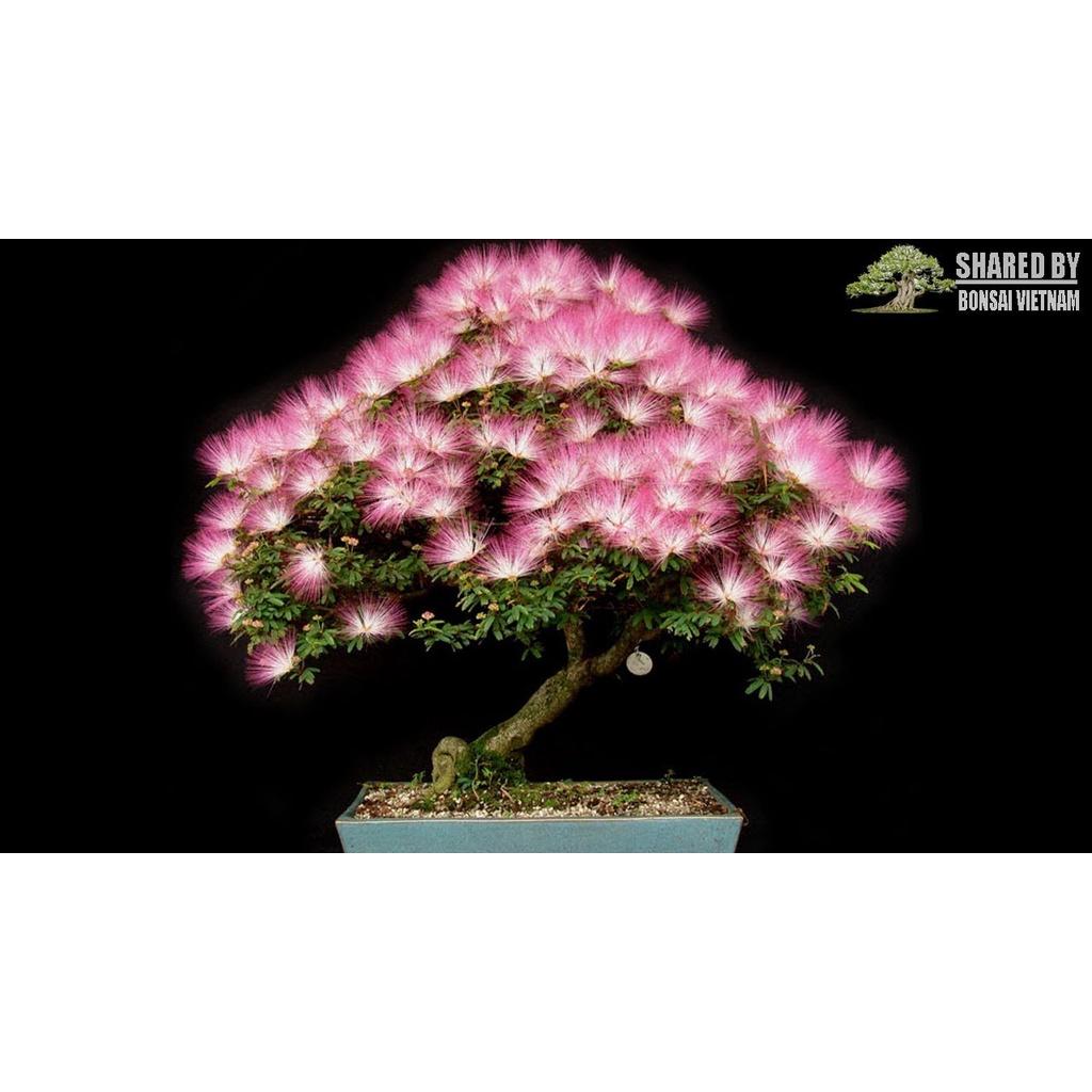 Cây kiều hùng giống nhỏ - cây giống phôi bonsai
