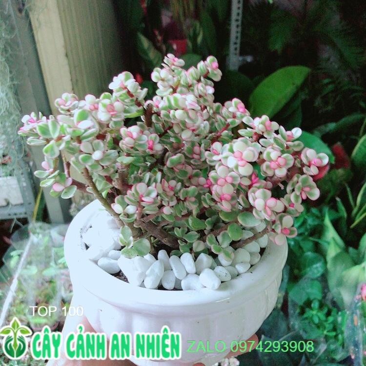 Chậu Cây Cành Vàng Lá Ngọc