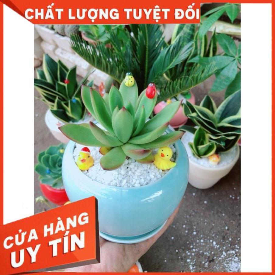 Chậu cây sen đá viền đỏ Nhiều Người Mua