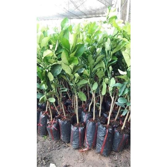 Cây giống bưởi da xanh ruột hồng