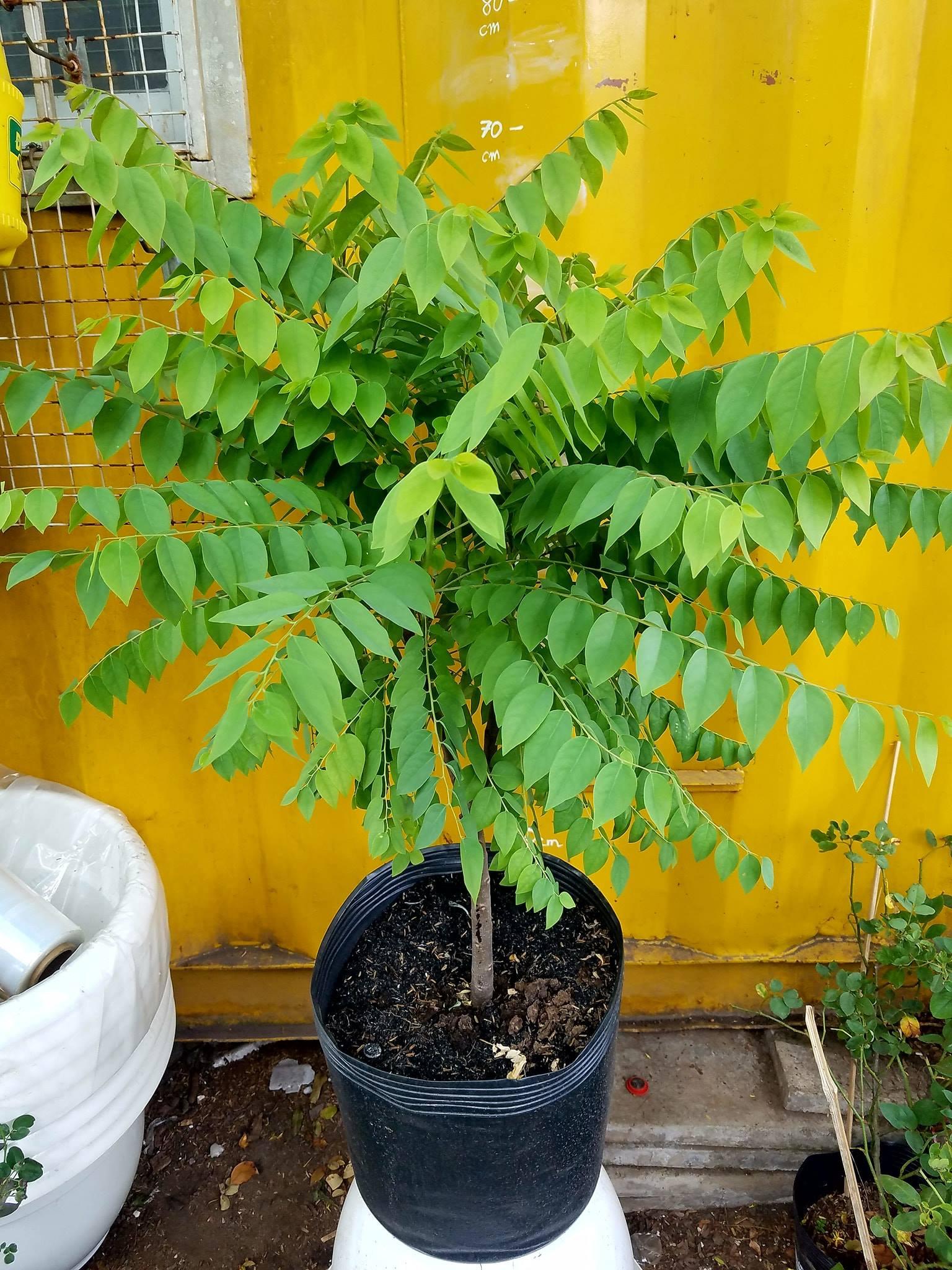 Cây chùm ruột ngọt siêu sớm