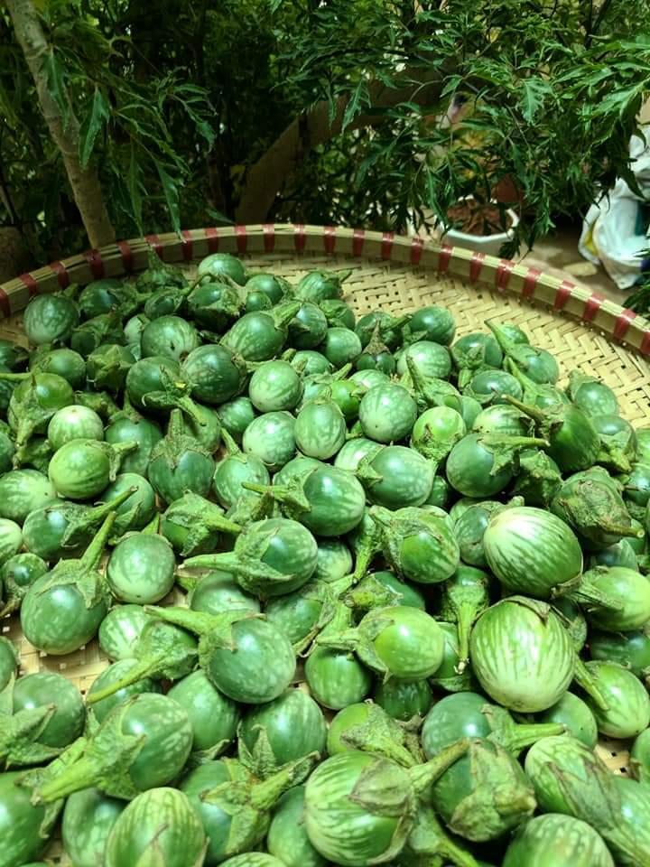 Trái cà đắng tây nguyên