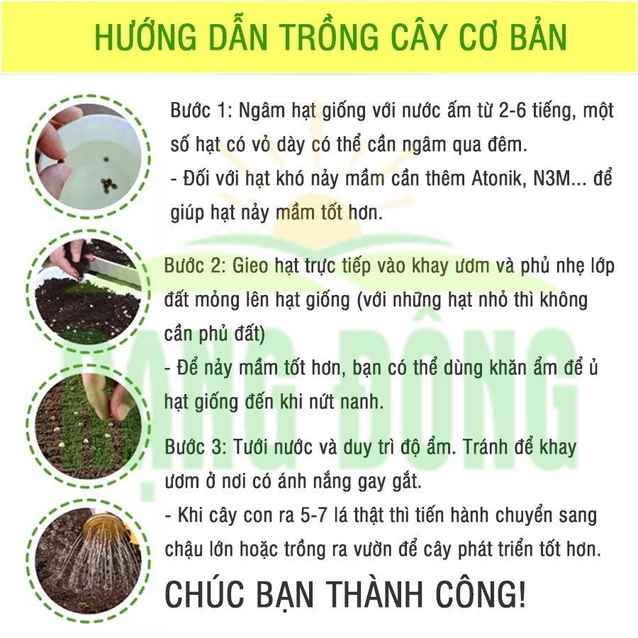 Hạt giống hoa Cúc Bách Nhật mix nhiều mầu, gói 50 hạt, ra hoa quanh năm, dễ trồng, cây phát triển tốt.