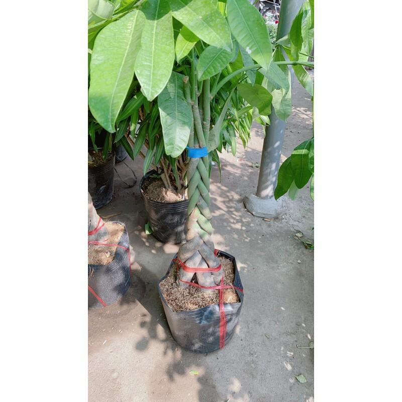 Cây Kim Ngân Bính Lớn