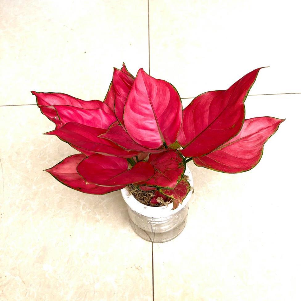 Cây vạn lộc đỏ thủy sinh -Không giao dc 19 tỉnh Miền Nam