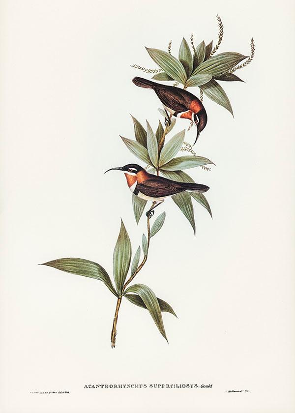 Tranh canvas vintage  - Chim ăn mật (Acanthorhynchus superciliosus) - BVT-5