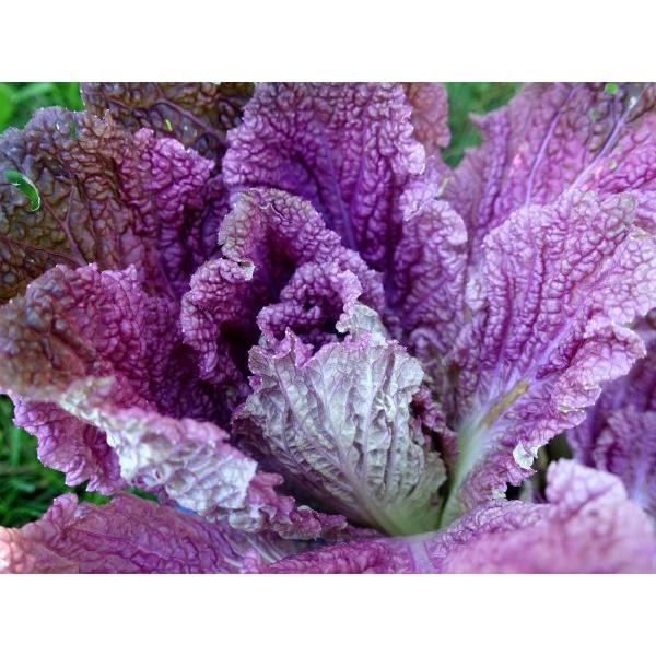 Hạt giống rau cải thảo tím Nhật Bản F1 KNS34006 - Gói 5 hạt