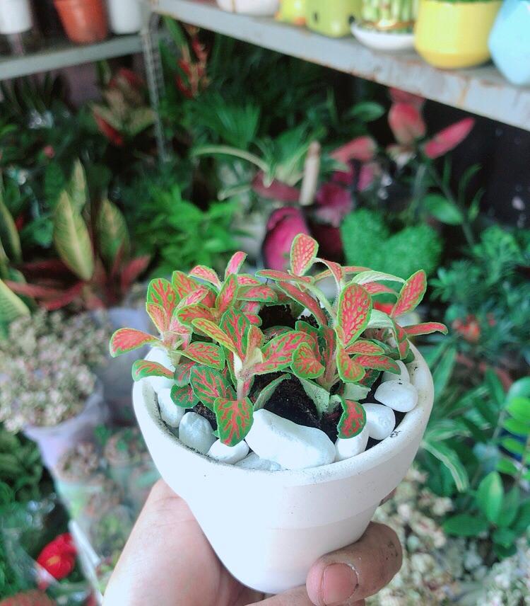 Chậu Cây Cẩm Nhung Cam