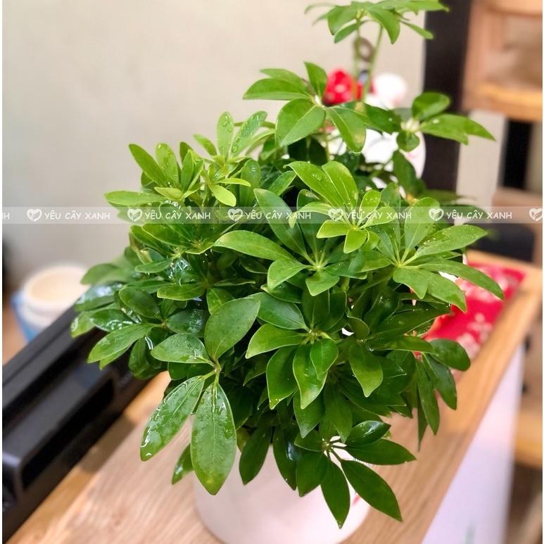 Cây Ngũ Gia Bì để bàn
