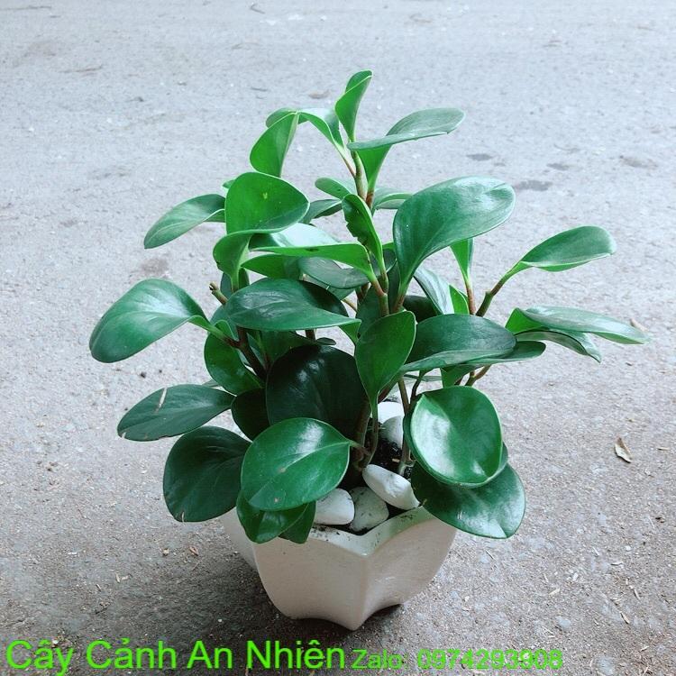 Chậu Cây Trường Sinh